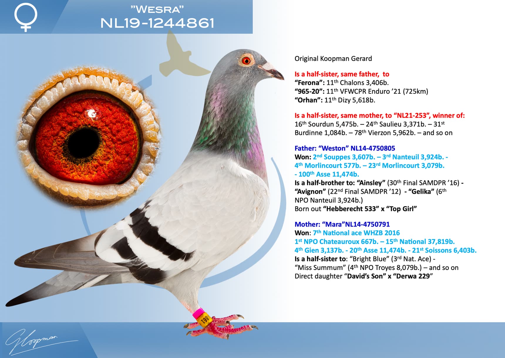 pigeon: undefined