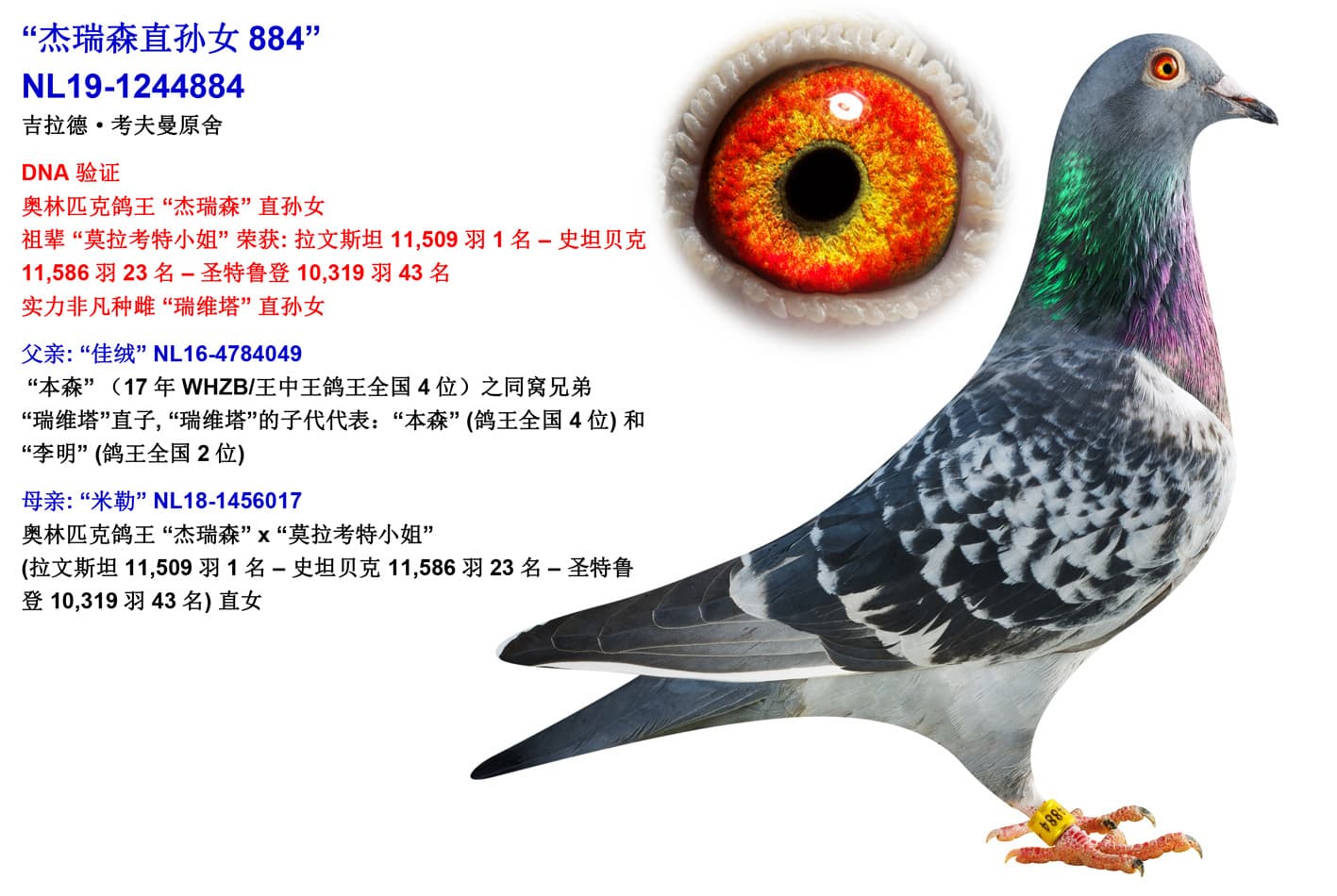pigeon: undefined