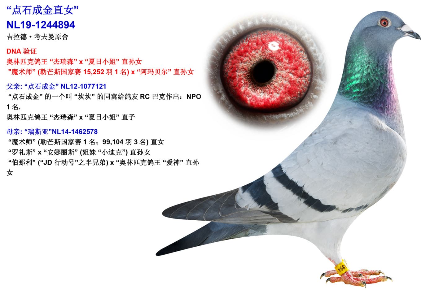 pigeon: undefined