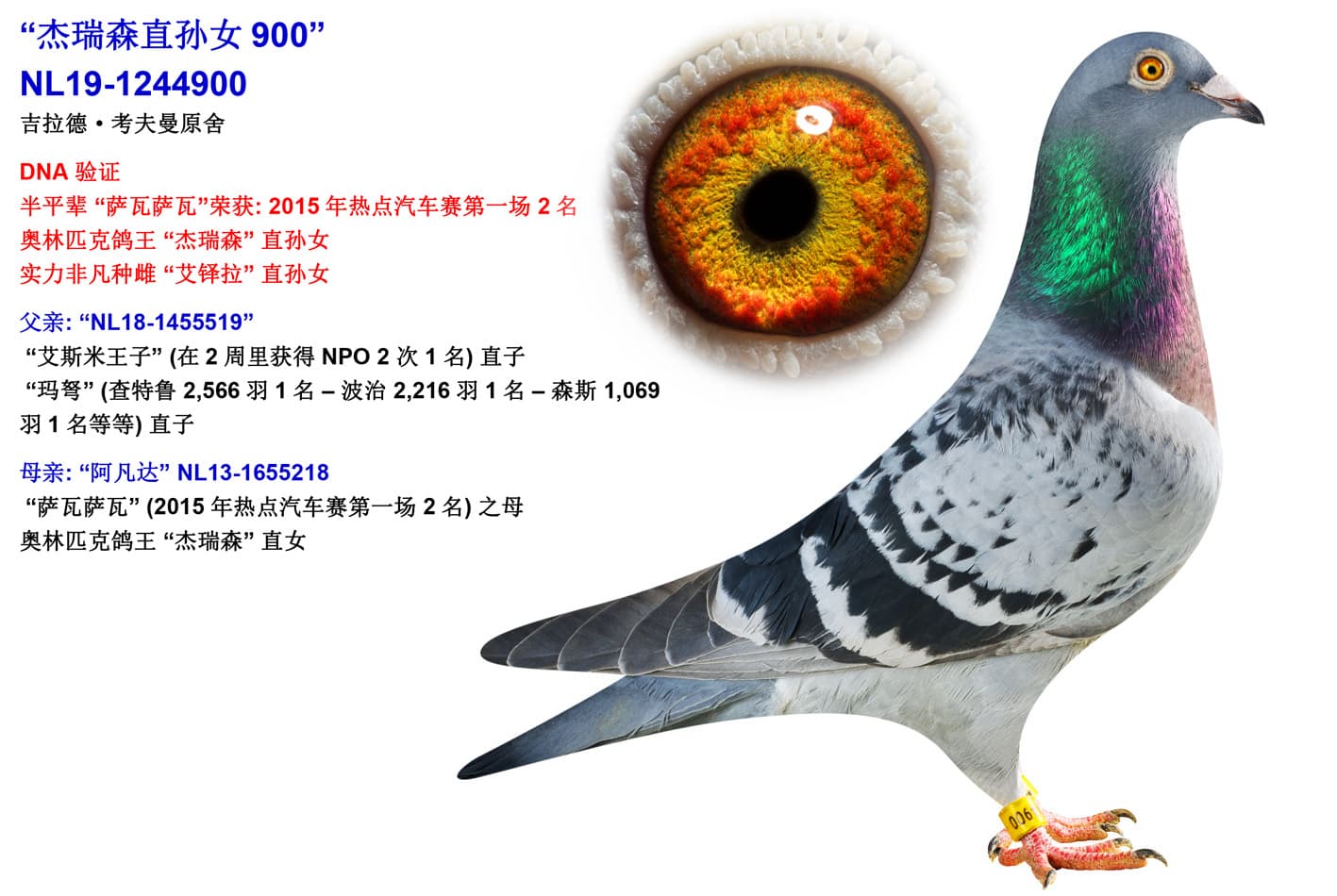 pigeon: undefined