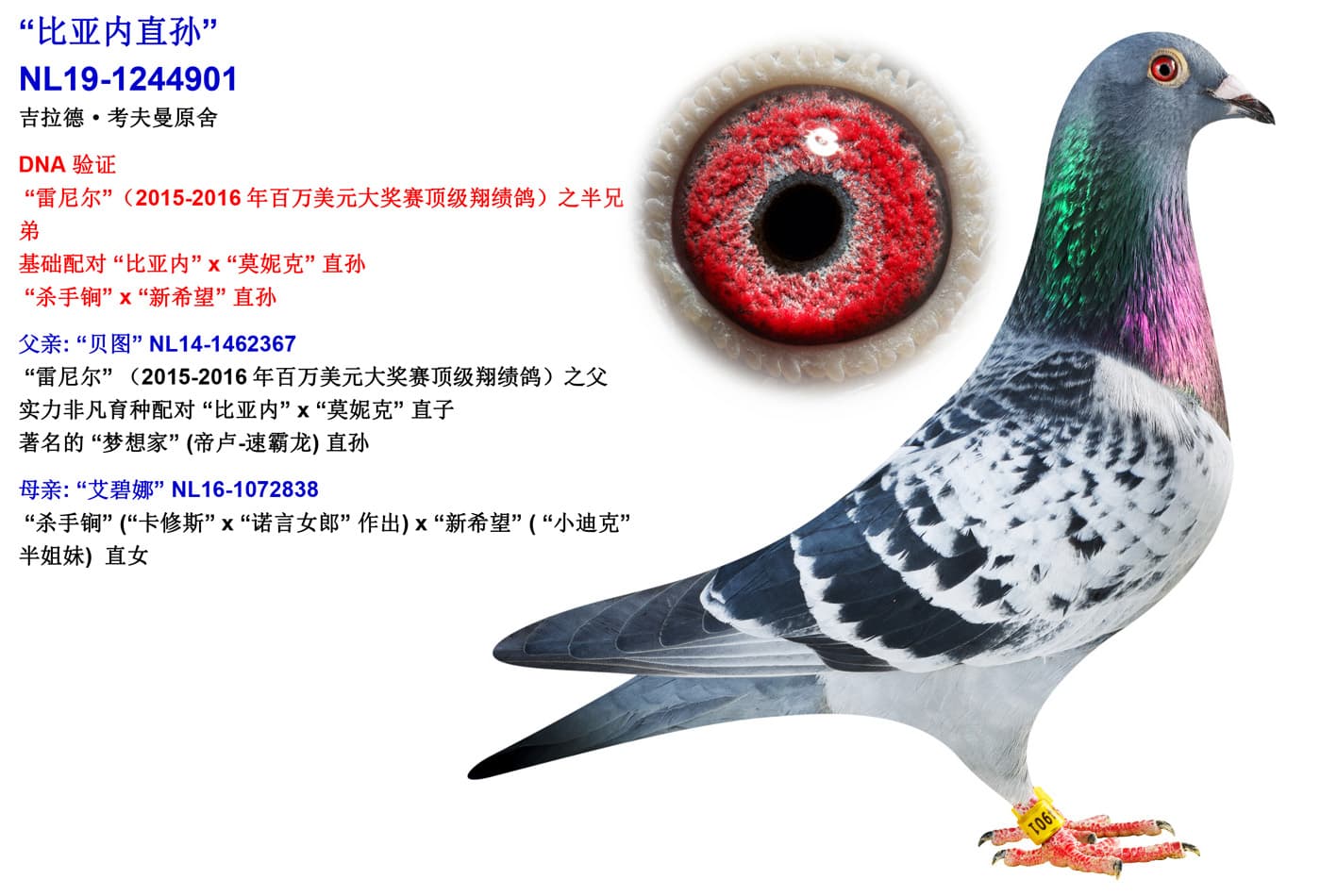 pigeon: undefined