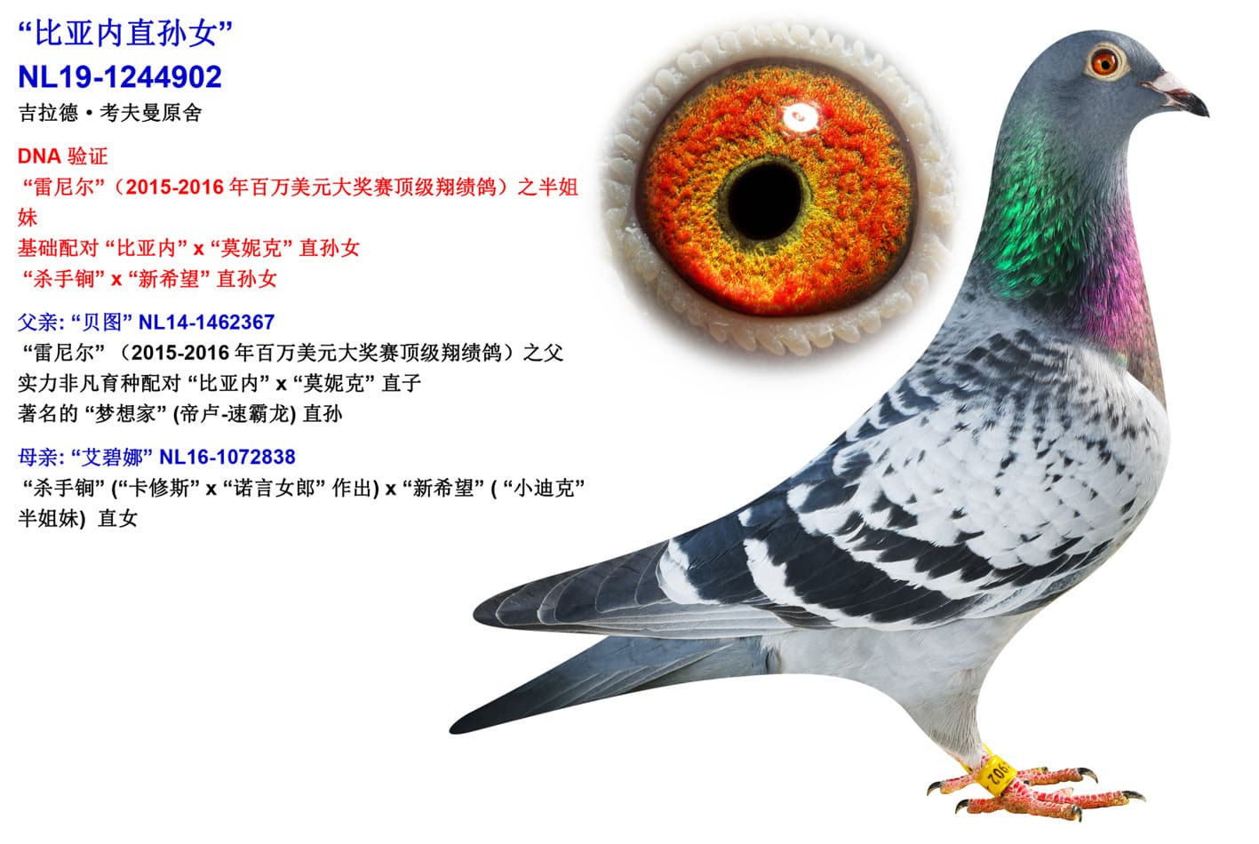 pigeon: undefined