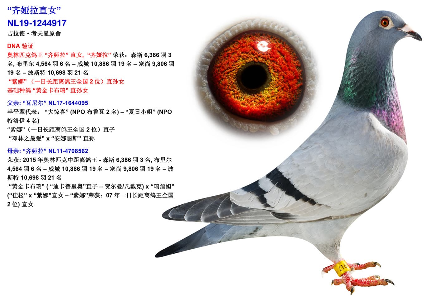 pigeon: undefined