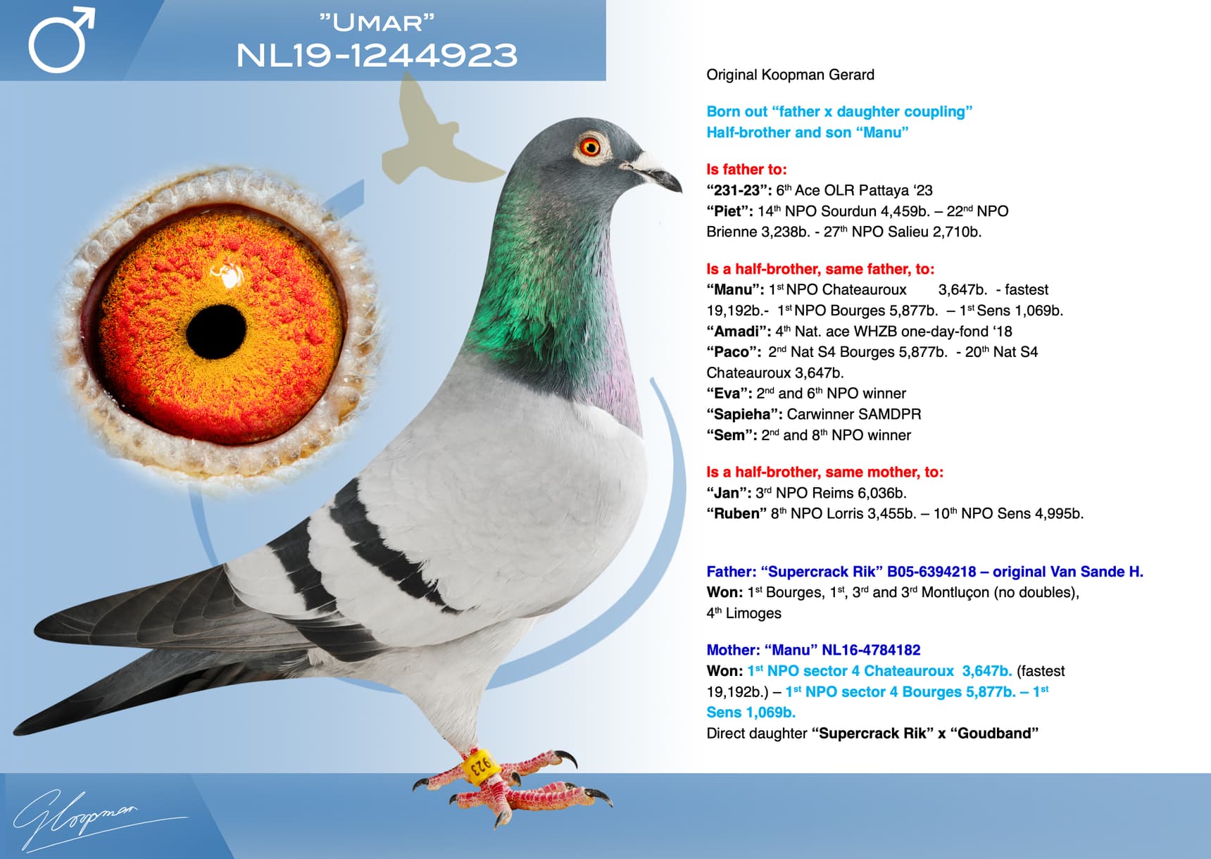 pigeon: undefined