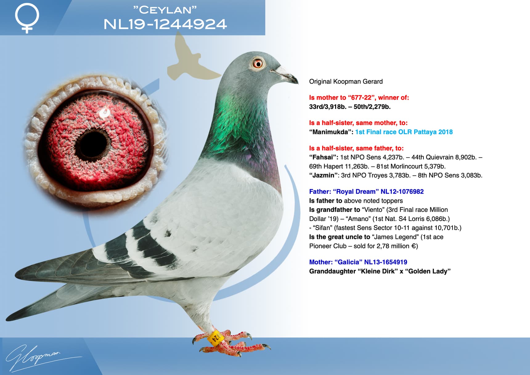 pigeon: undefined