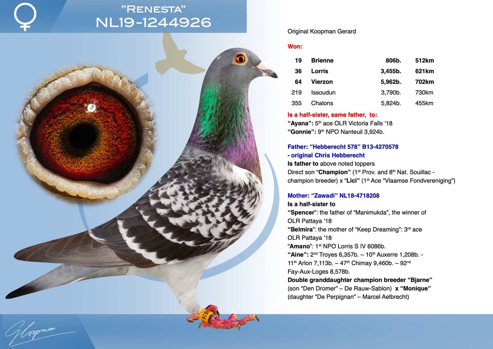 pigeon: undefined