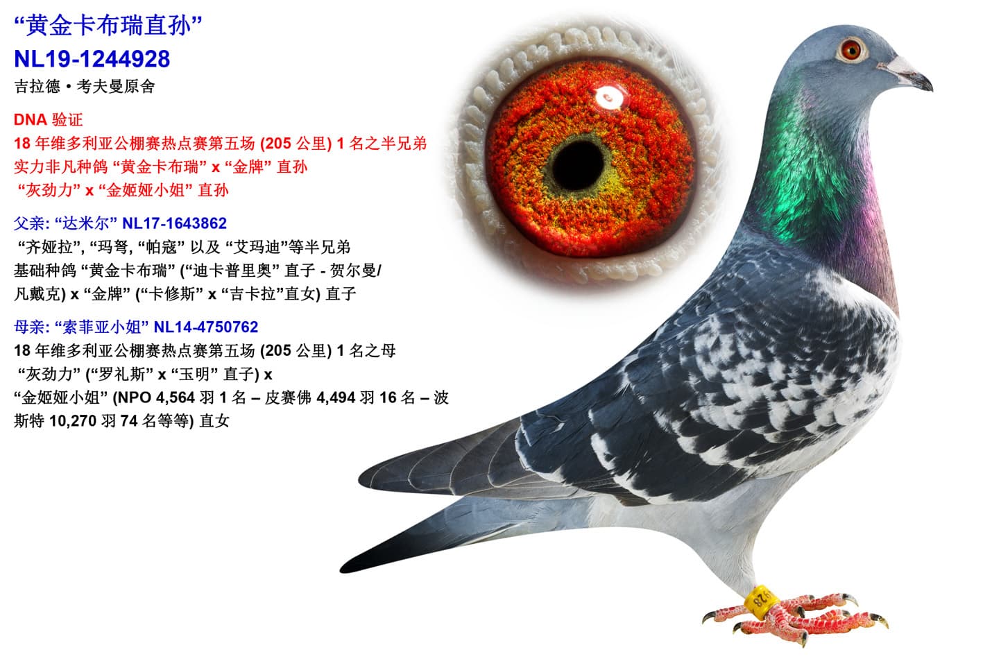 pigeon: undefined