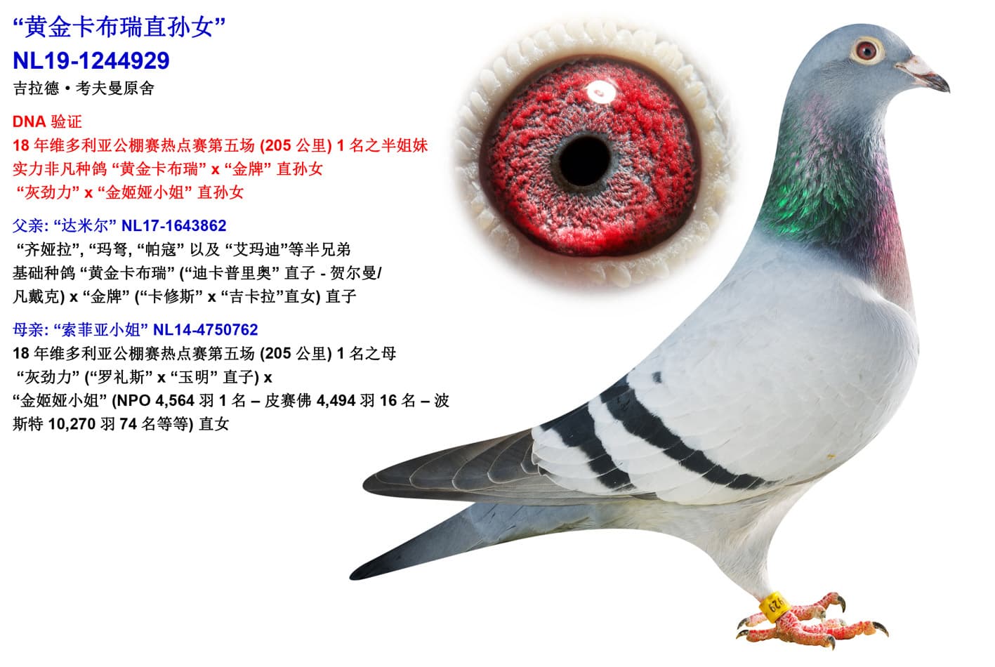 pigeon: undefined