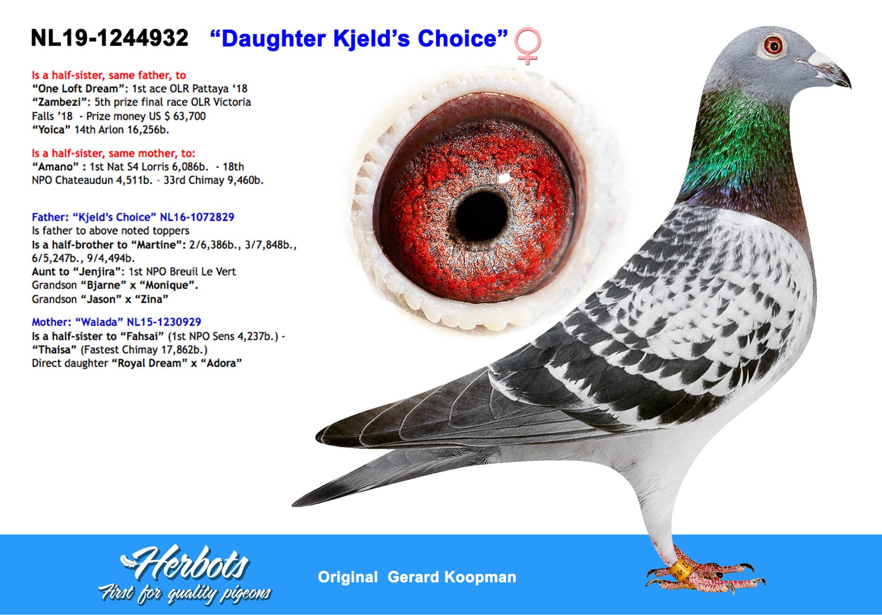 pigeon: undefined
