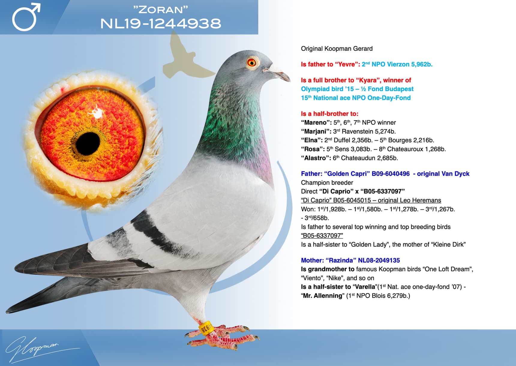 pigeon: undefined