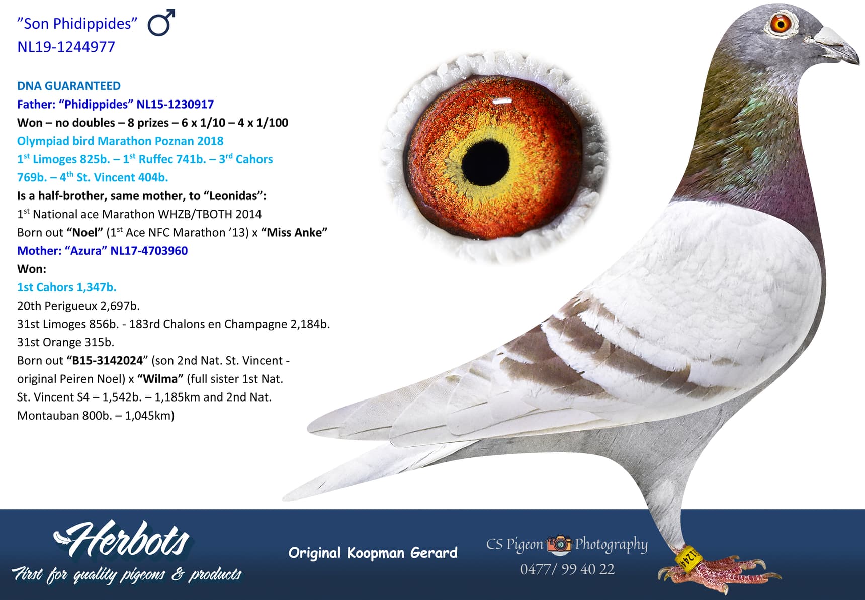 pigeon: undefined