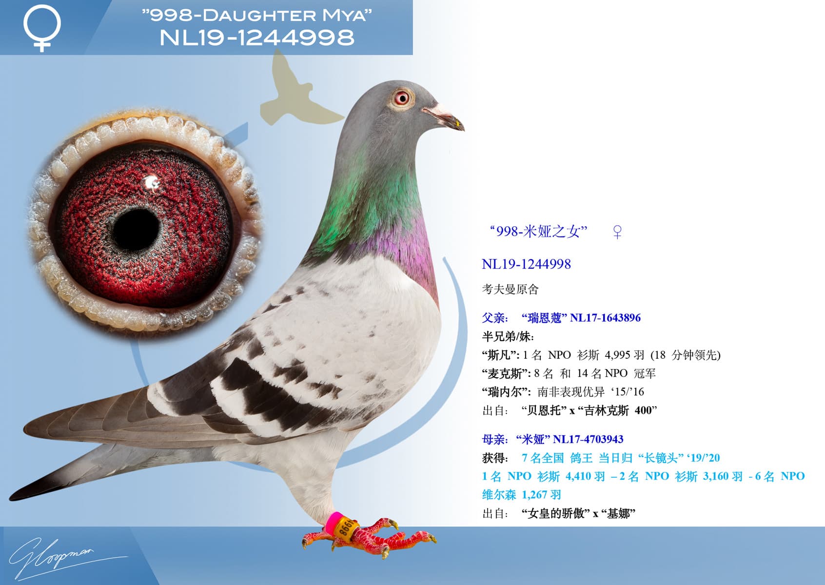 pigeon: undefined