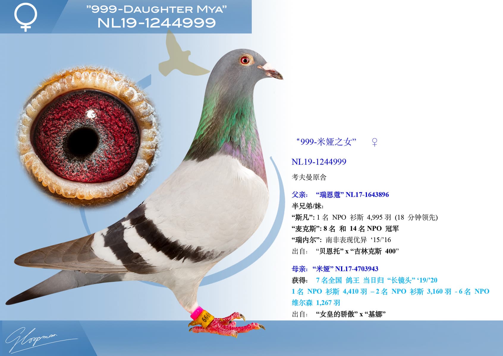 pigeon: “999-米娅之女”