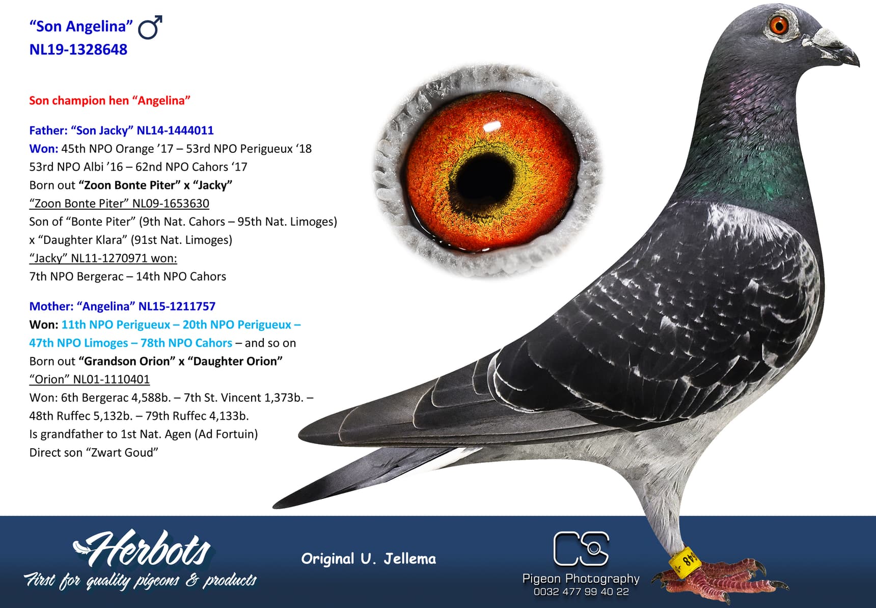 pigeon: undefined