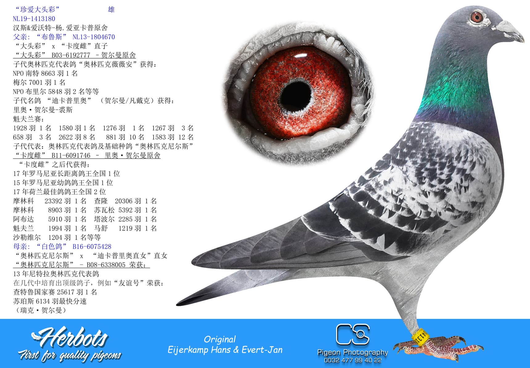 pigeon: undefined