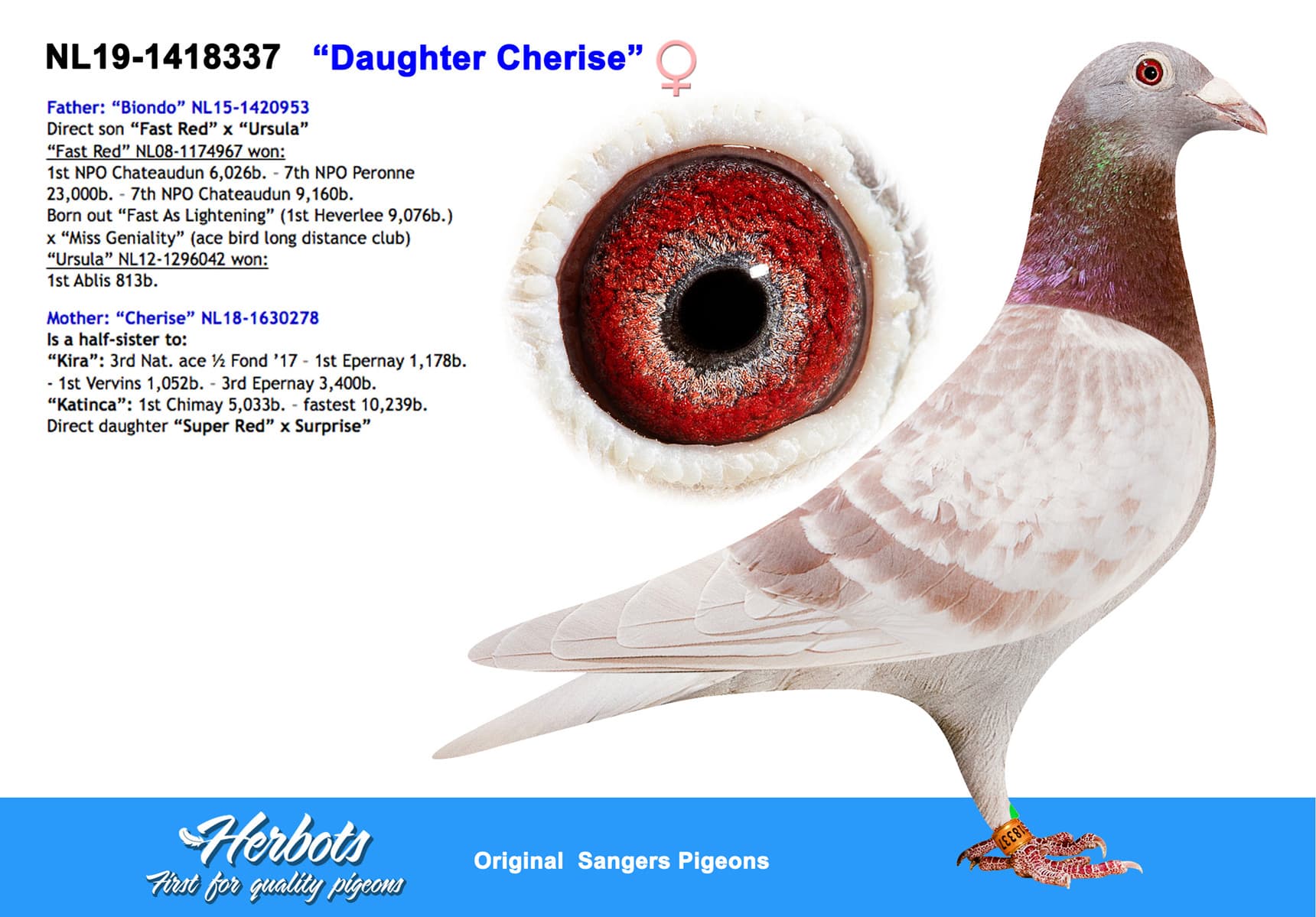 pigeon: undefined