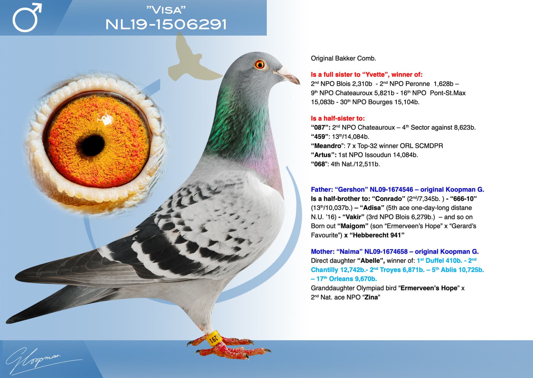 pigeon: undefined