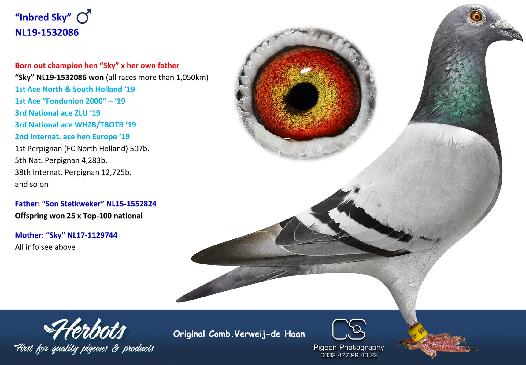 pigeon: undefined