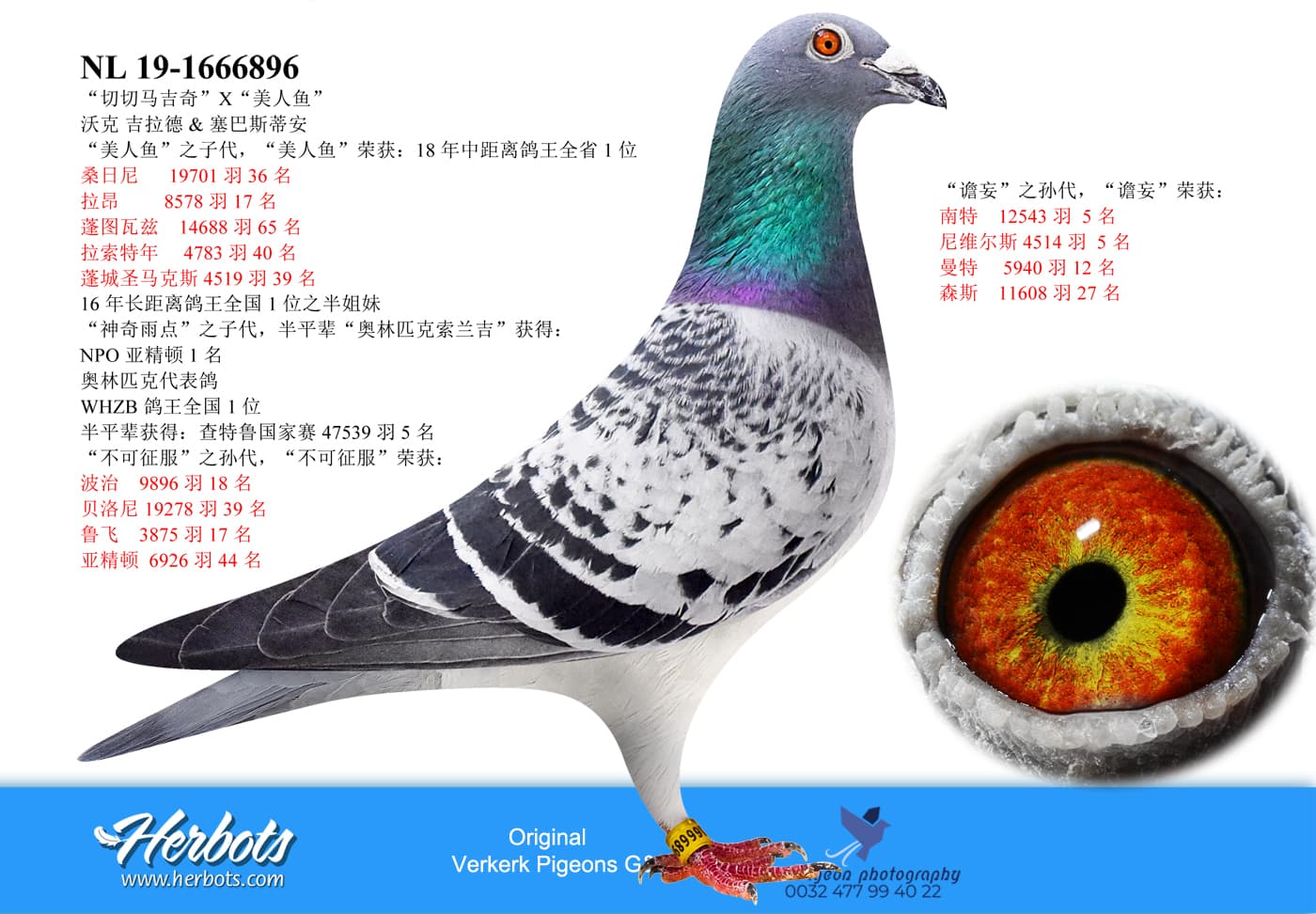 pigeon: undefined