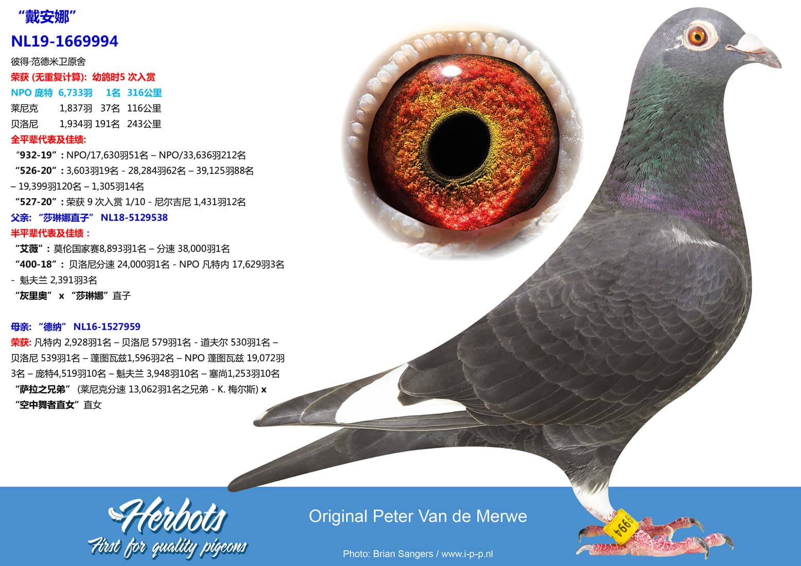 pigeon: undefined