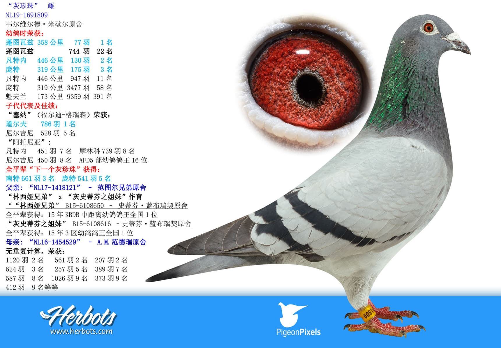 pigeon: undefined