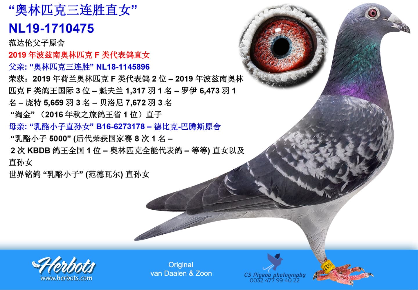 pigeon: undefined