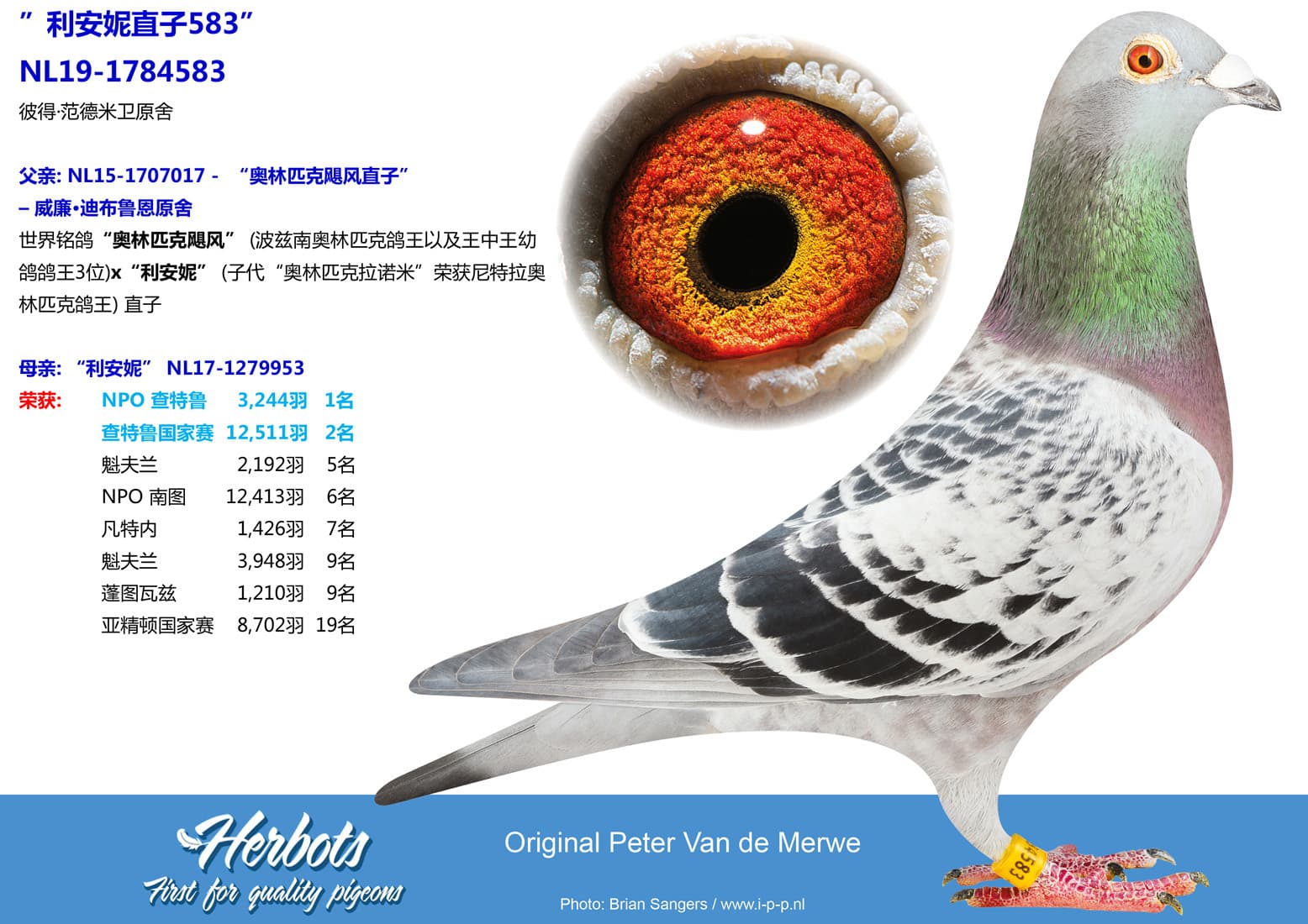 pigeon: undefined