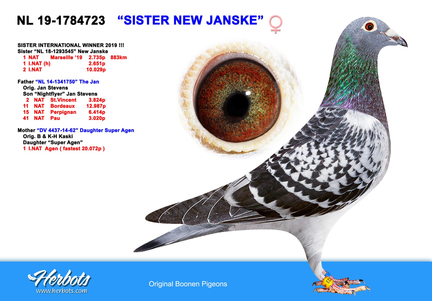 pigeon: undefined