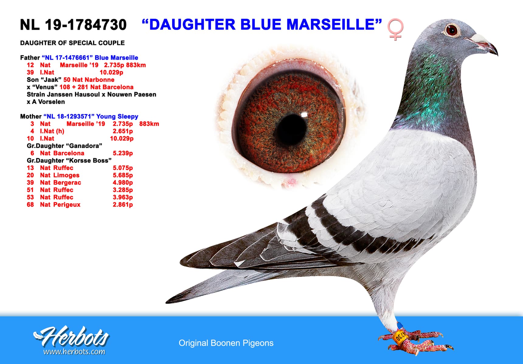 pigeon: undefined