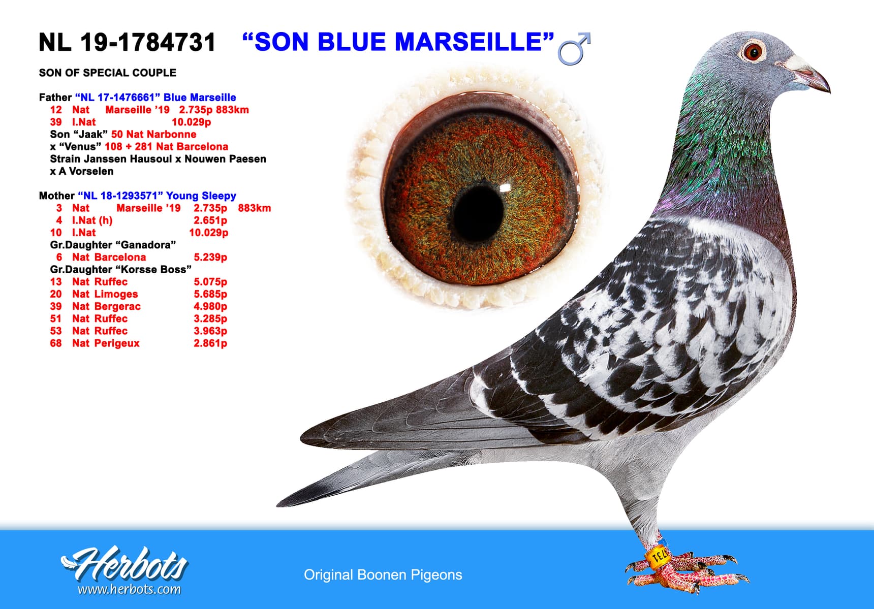 pigeon: undefined