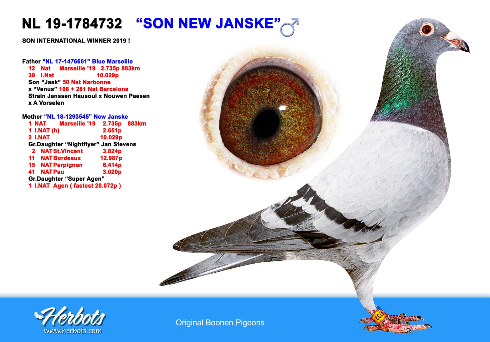 pigeon: undefined