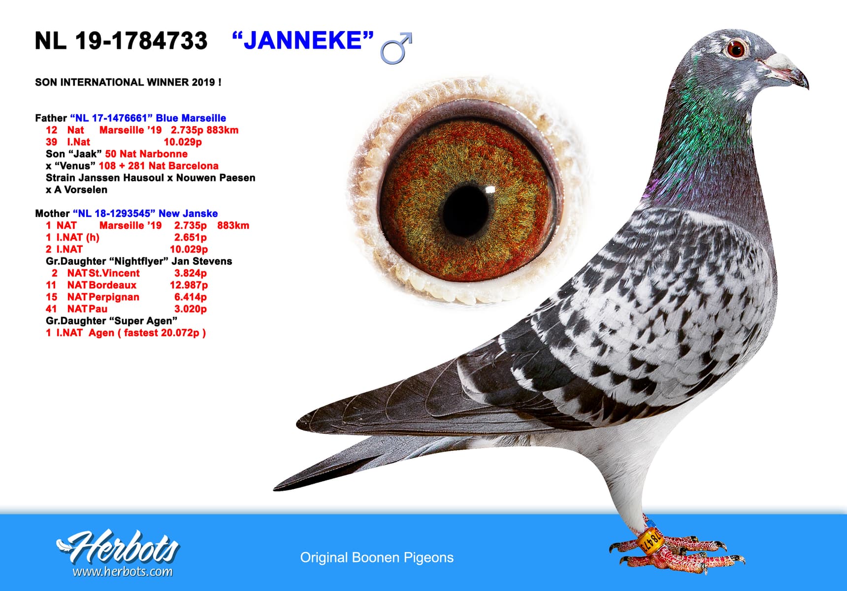 pigeon: undefined