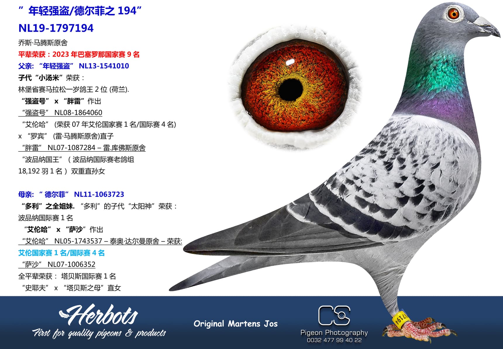 pigeon: ”年轻强盗/德尔菲之194”