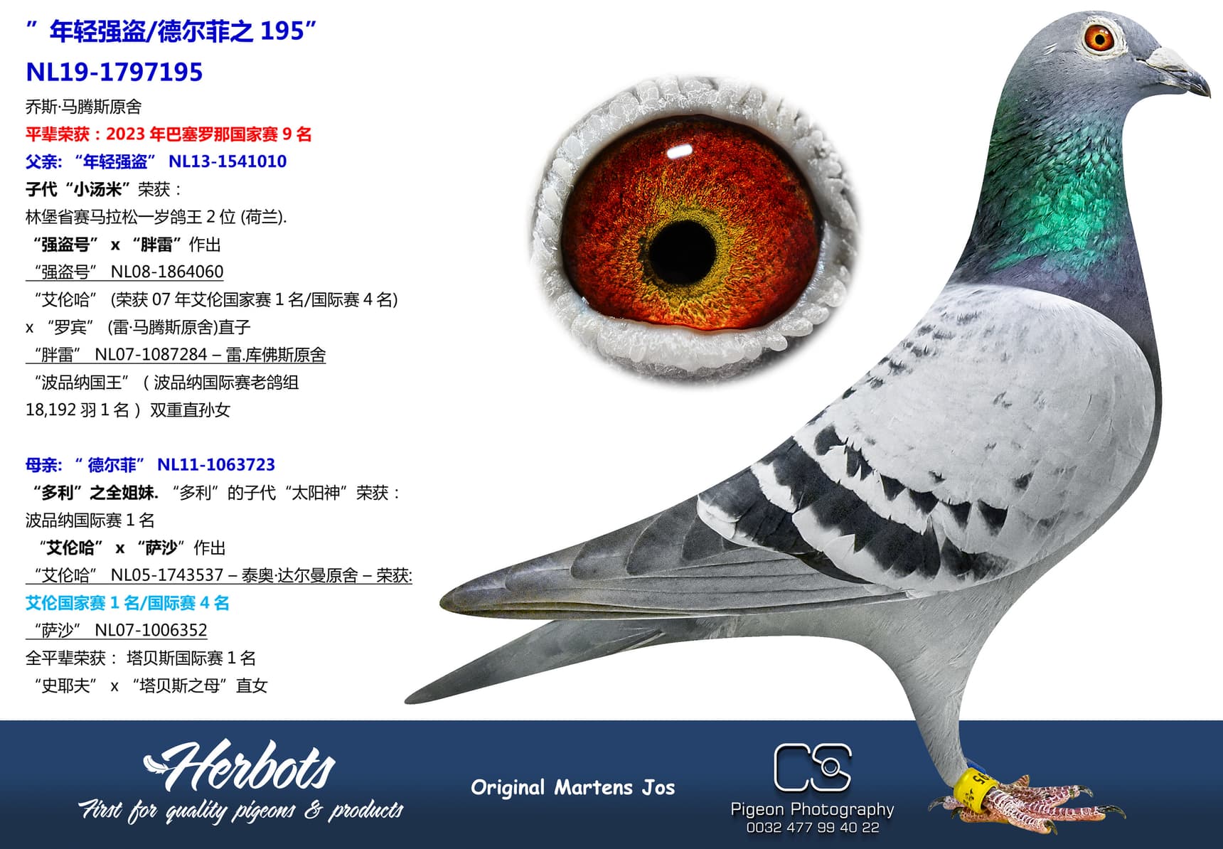 pigeon: ”年轻强盗/德尔菲之195”