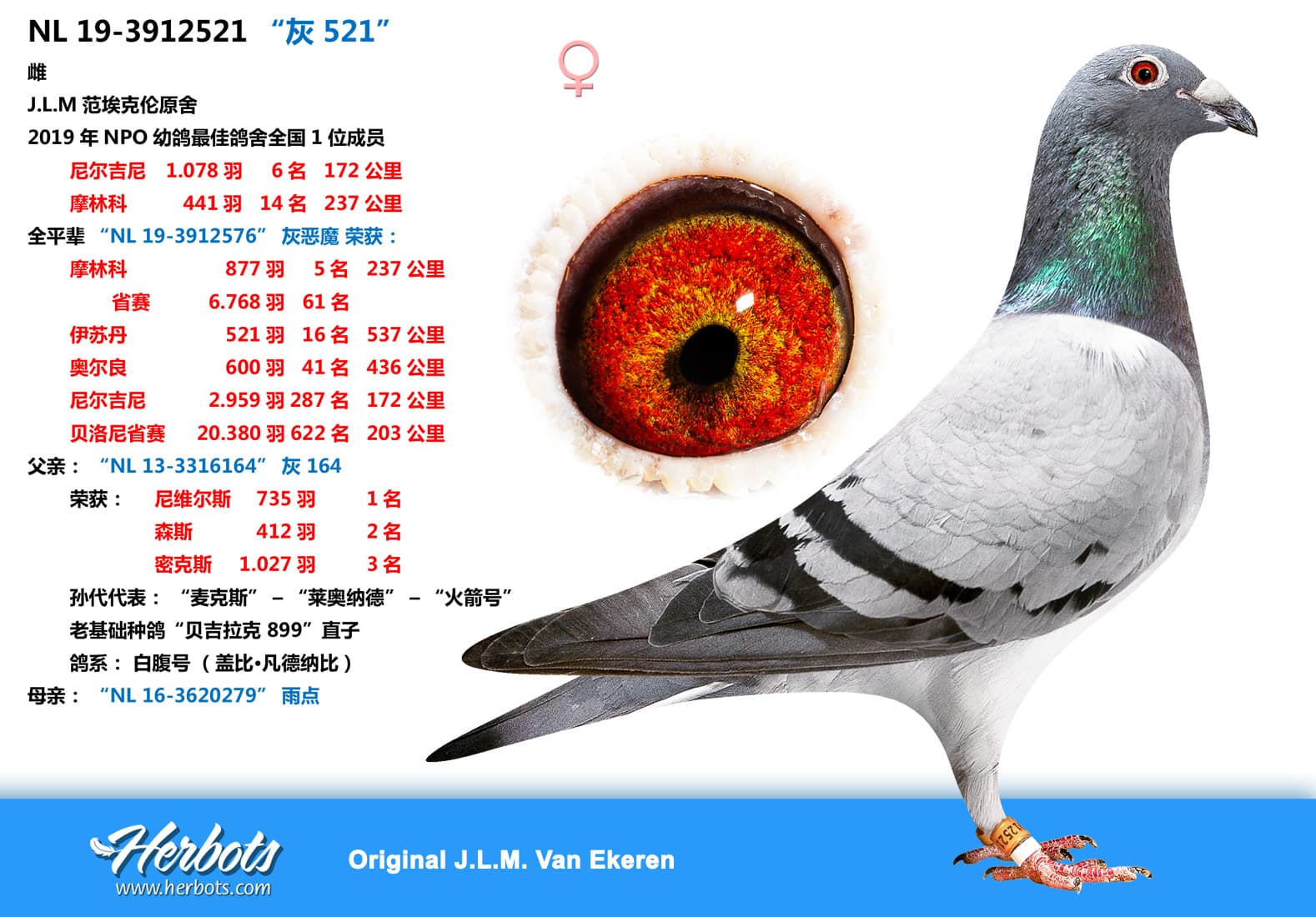 pigeon: “灰 521”