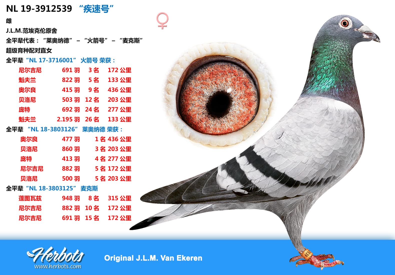 pigeon: “疾速号”