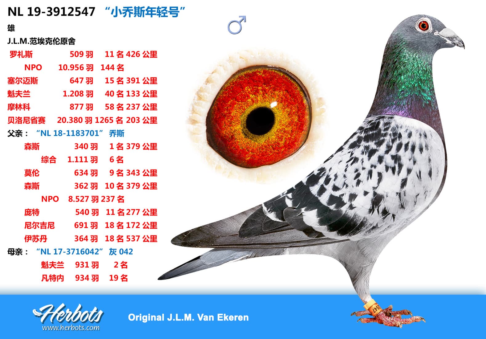 pigeon: undefined