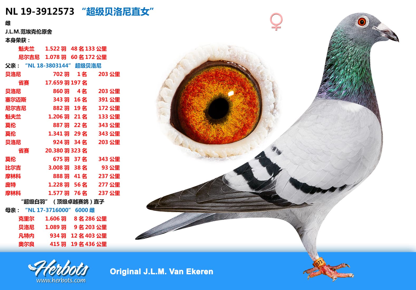 pigeon: “超级贝洛尼直女”