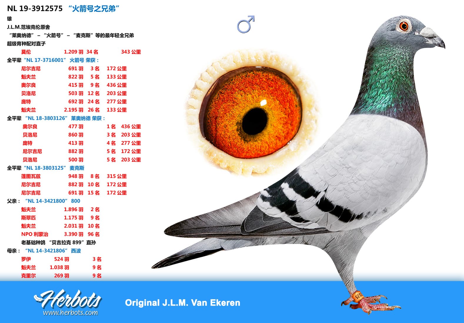 pigeon: “火箭号之兄弟”