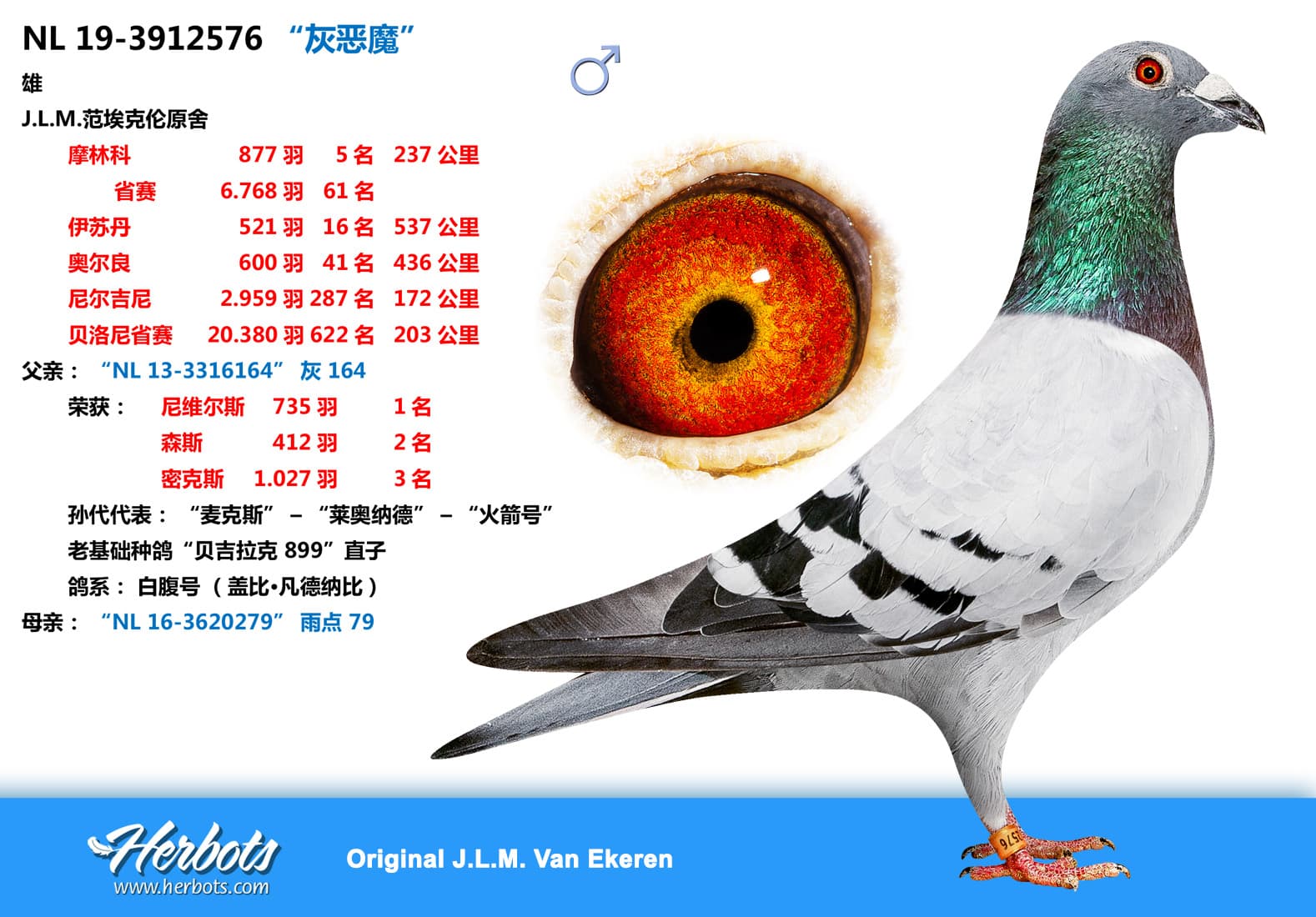 pigeon: “灰恶魔”