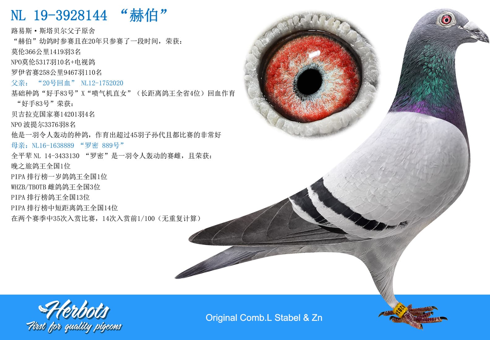 pigeon: “赫伯”