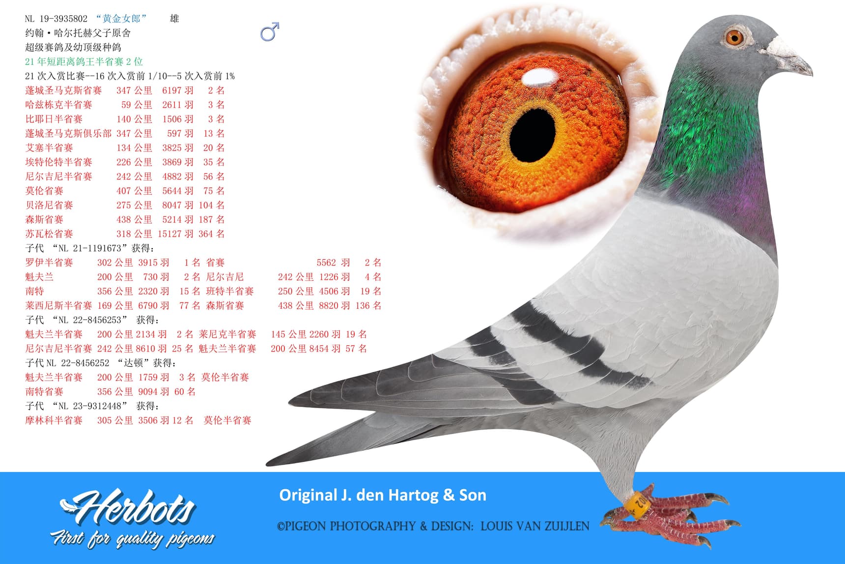 pigeon: “黄金女郎”