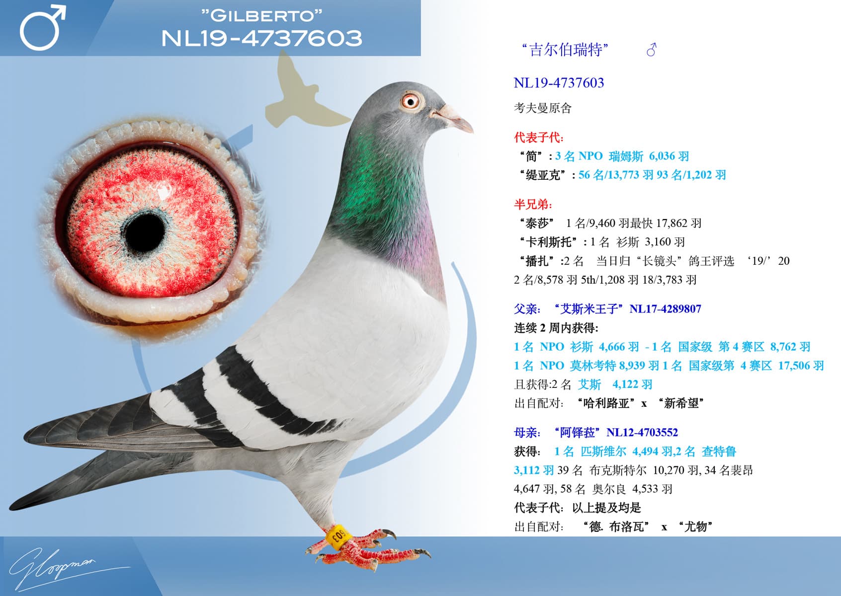 pigeon: undefined