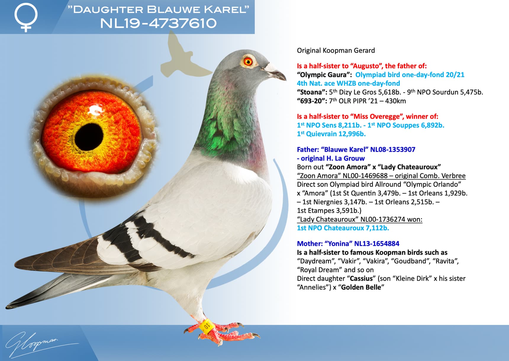 pigeon: undefined