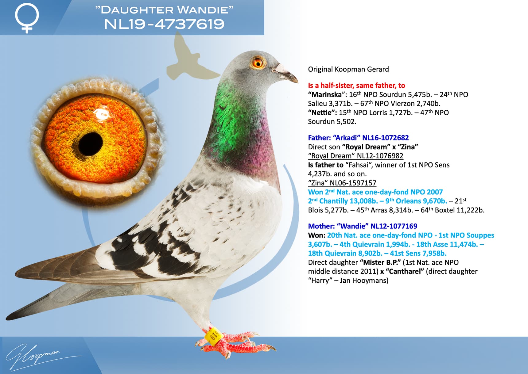 pigeon: undefined