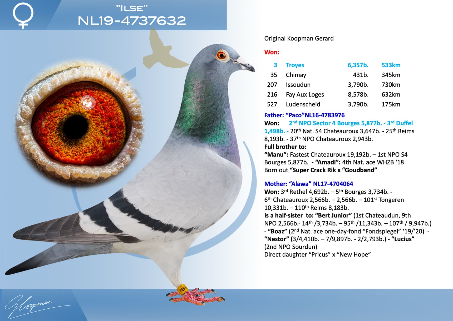 pigeon: undefined