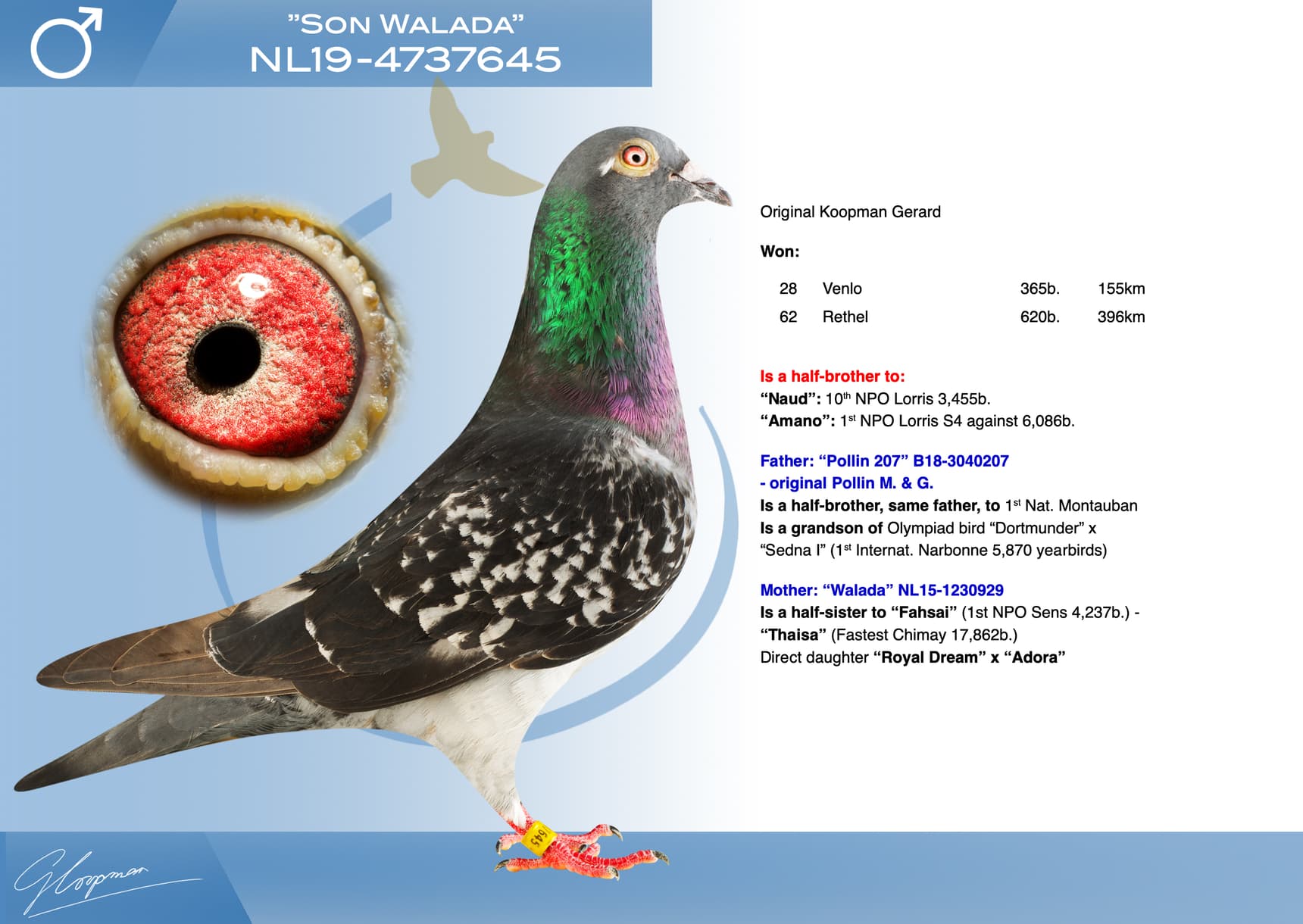 pigeon: undefined