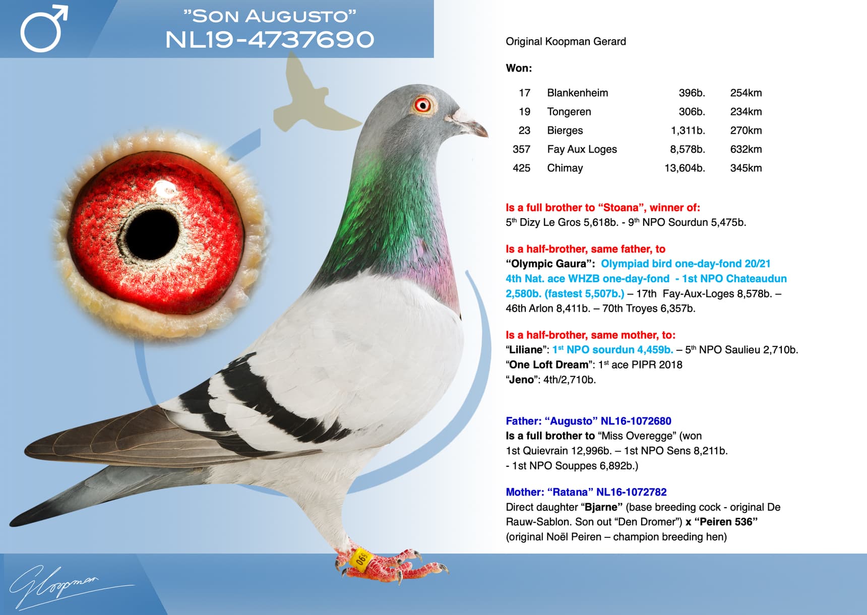 pigeon: undefined