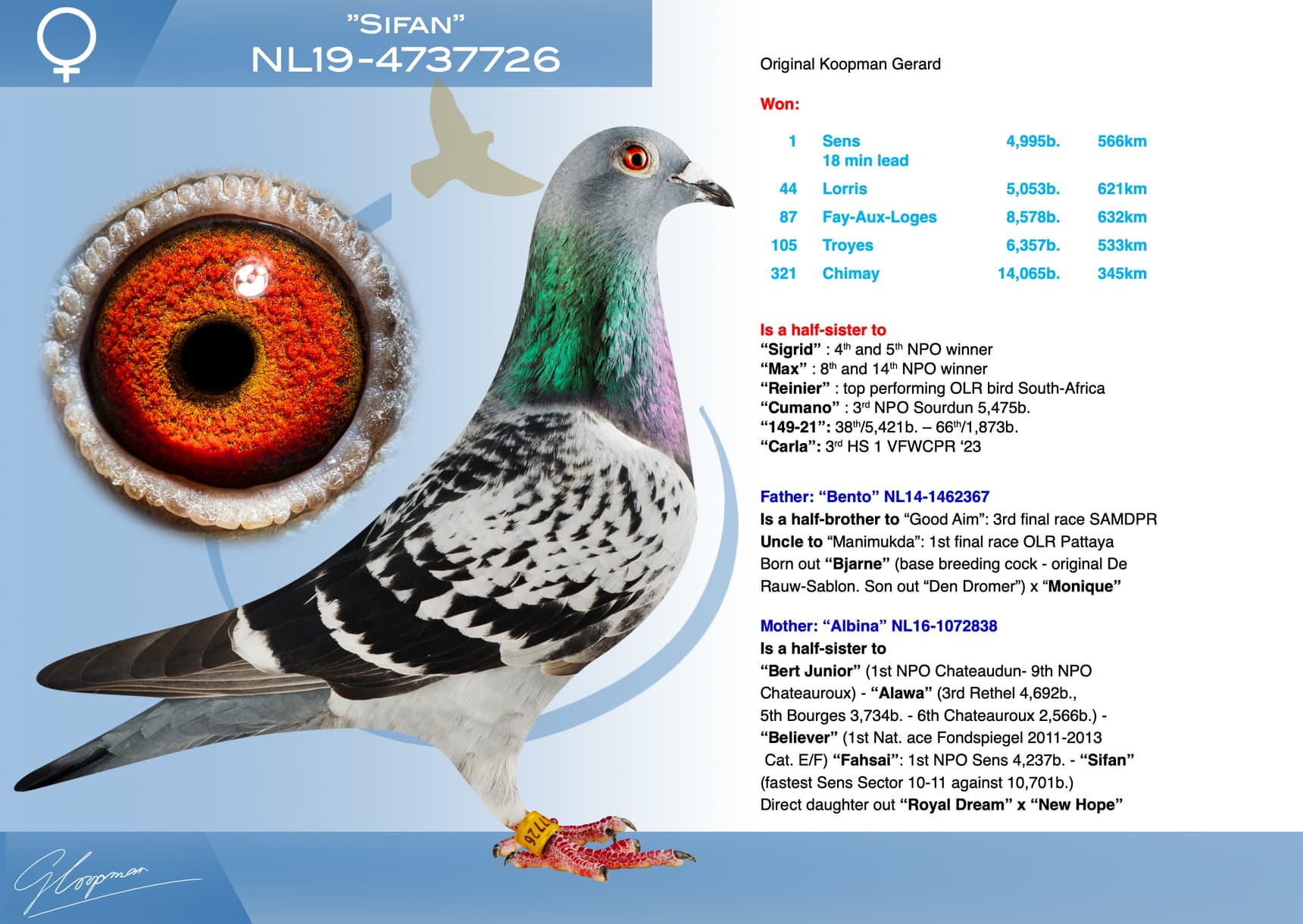 pigeon: undefined