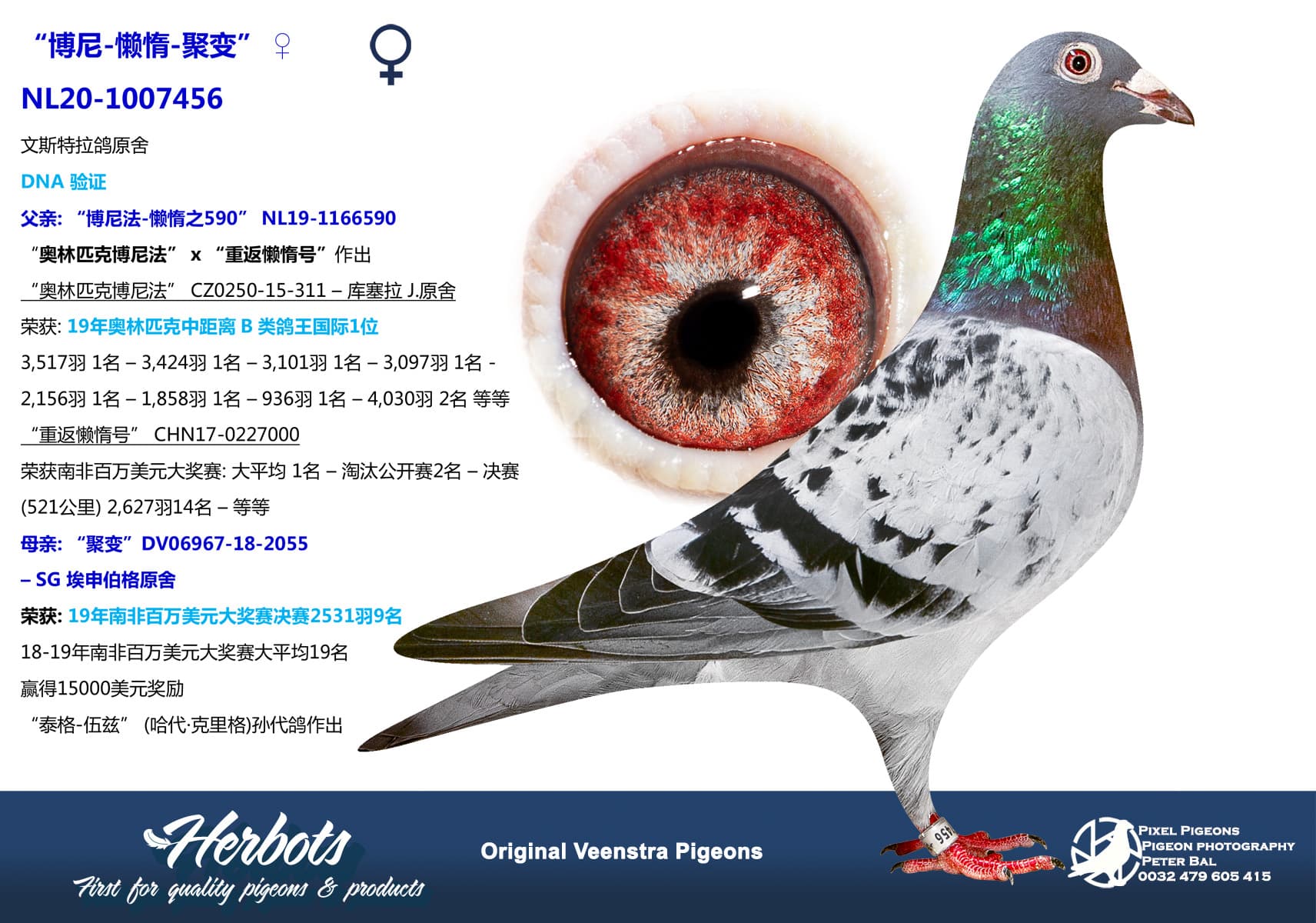 pigeon: “博尼-懒惰-聚变”
